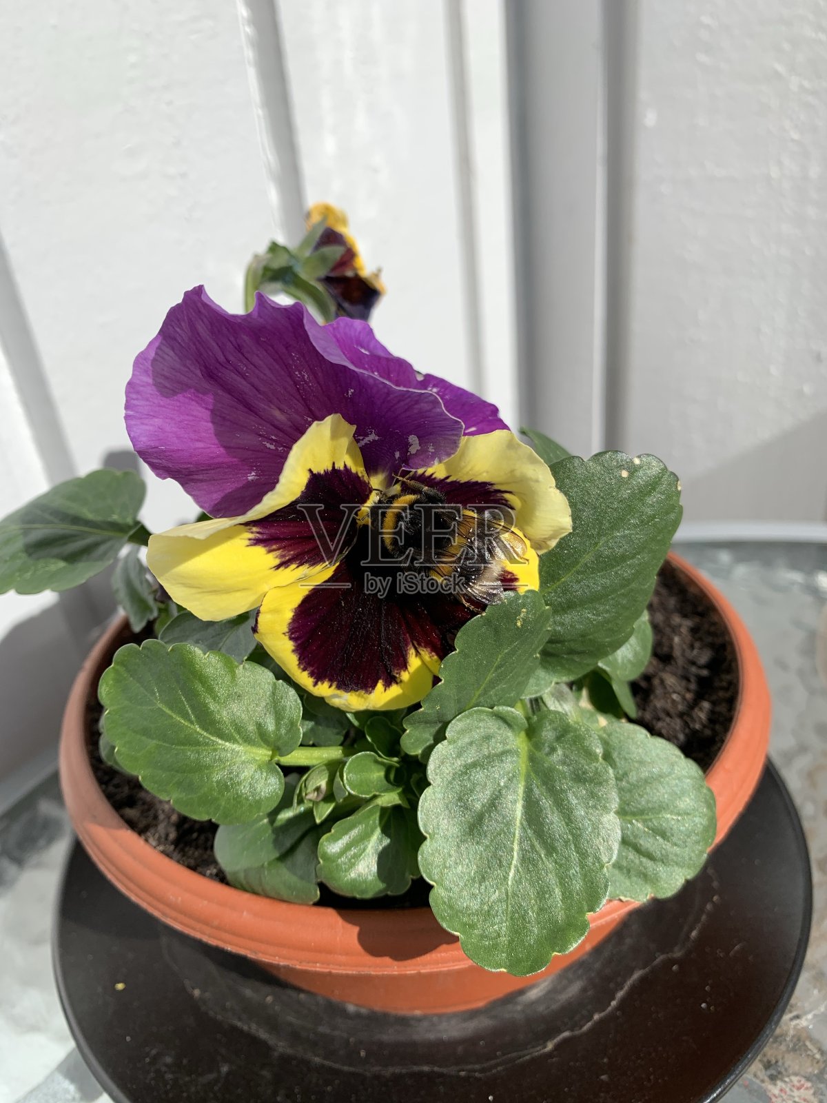 花照片摄影图片