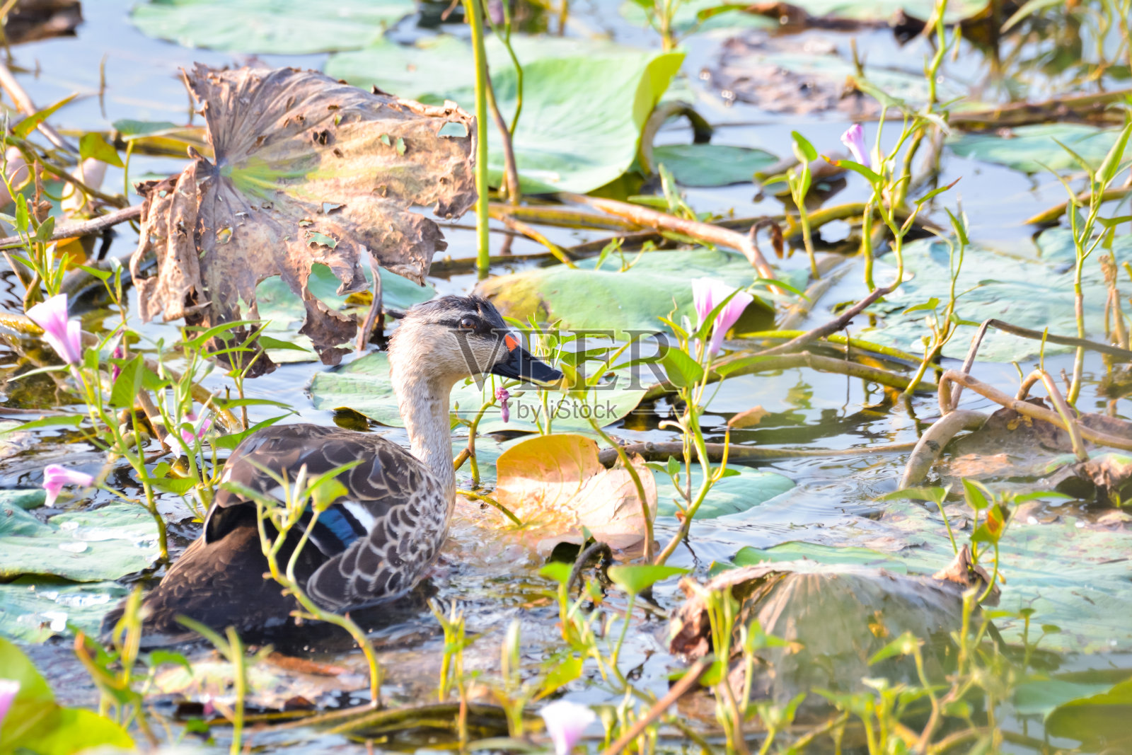 印度斑嘴鸭是一种大型涉水鸭照片摄影图片