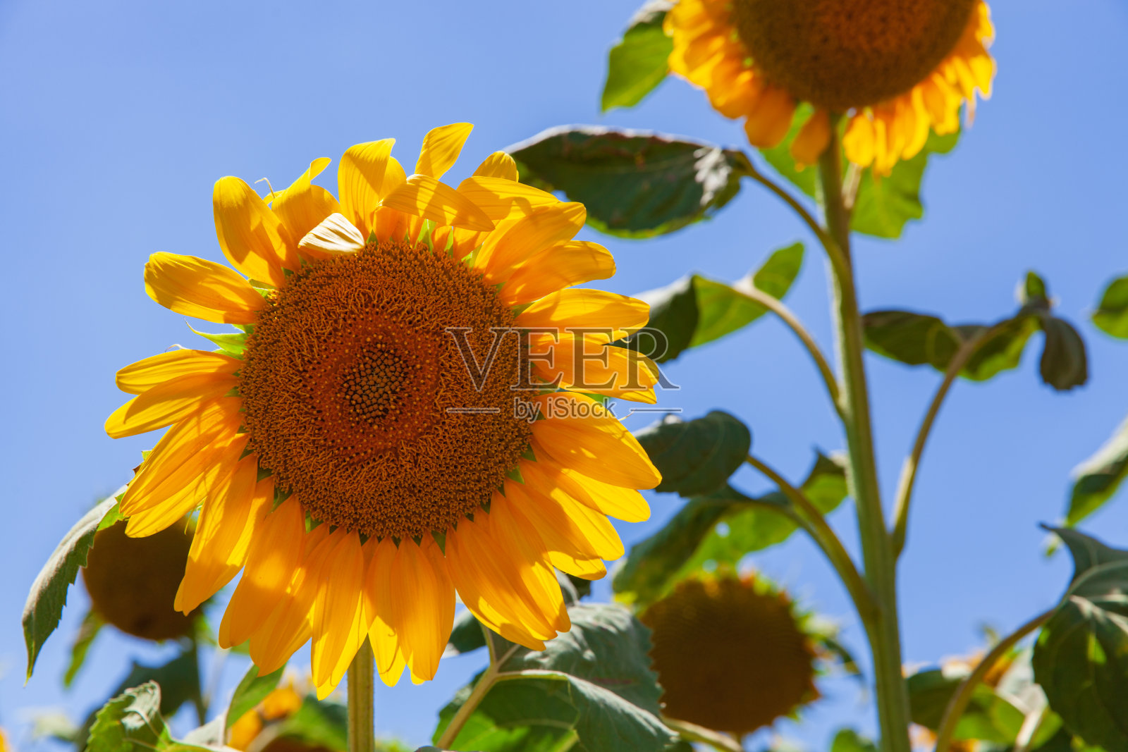 向日葵种子。蓝天映衬着向日葵的田野。照片摄影图片