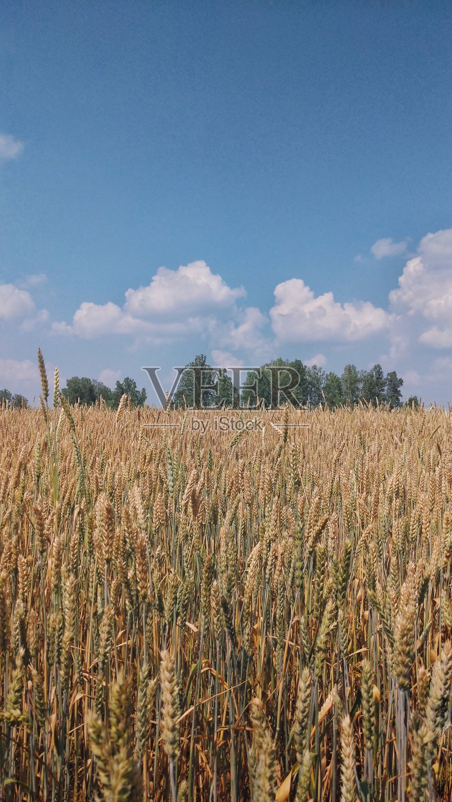 自然照片摄影图片