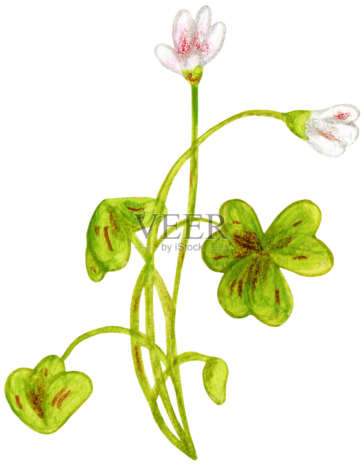 粉色的野花插画图片素材