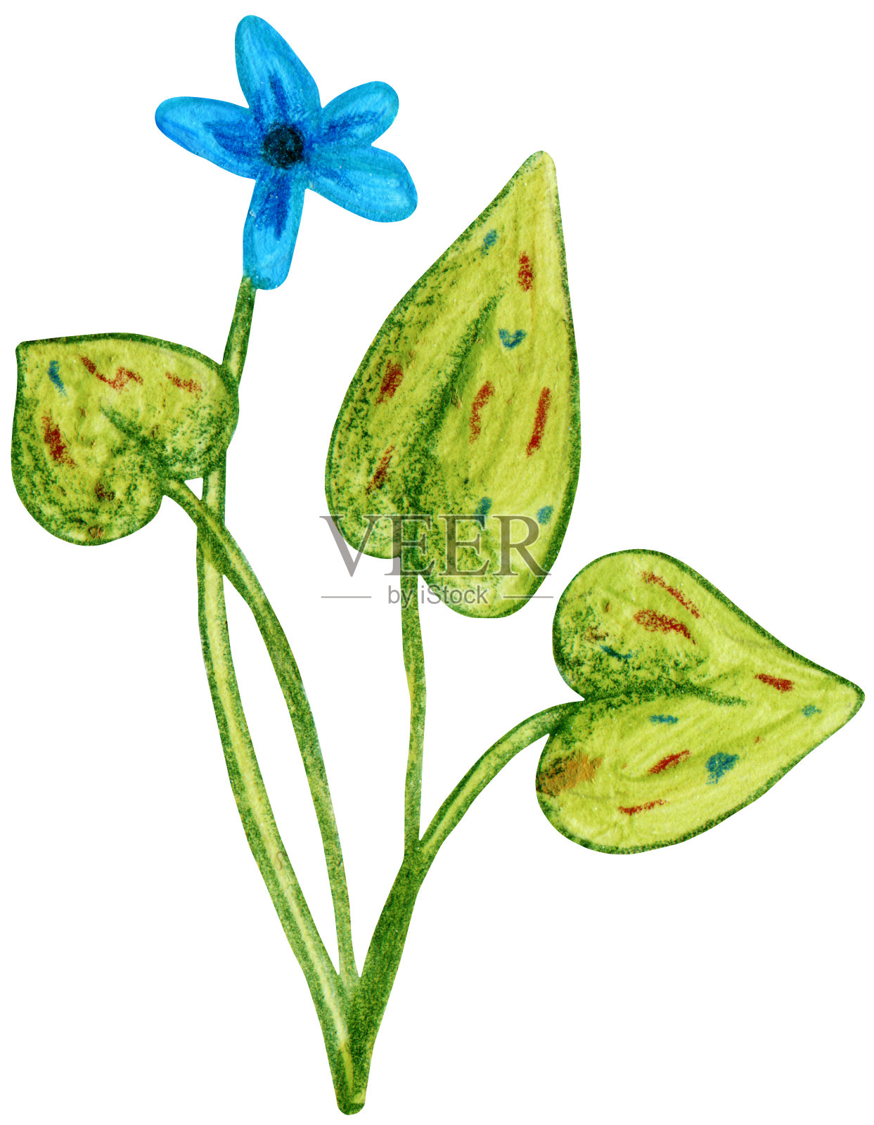 蓝色的野花插画图片素材