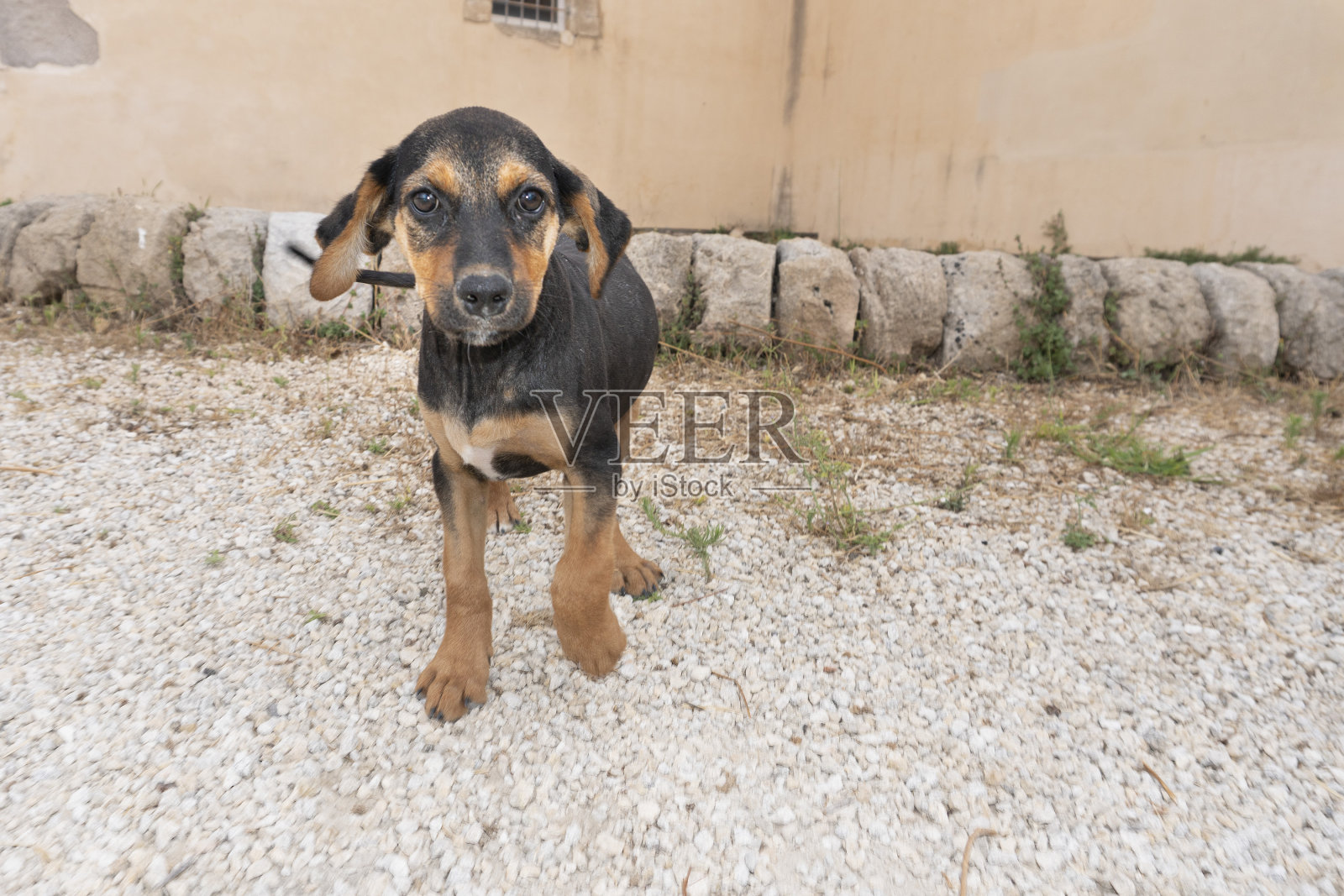 流浪的小狗独自在街上照片摄影图片
