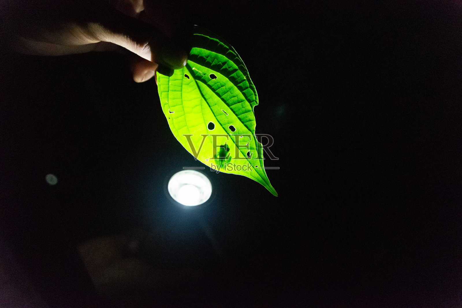 哥斯达黎黎加的青蛙照片摄影图片