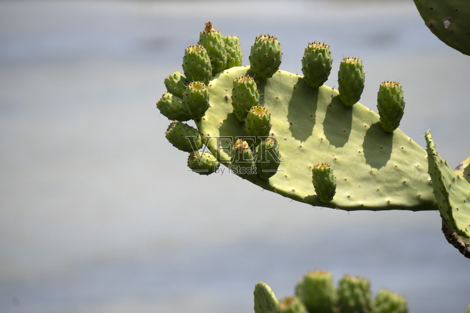 西西里地中海仙人掌照片摄影图片