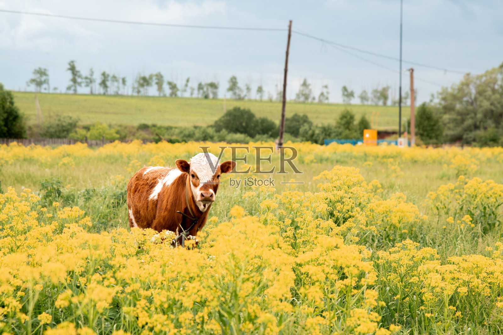 一头小牛犊站在一片黄色的花丛中看着镜头。照片摄影图片