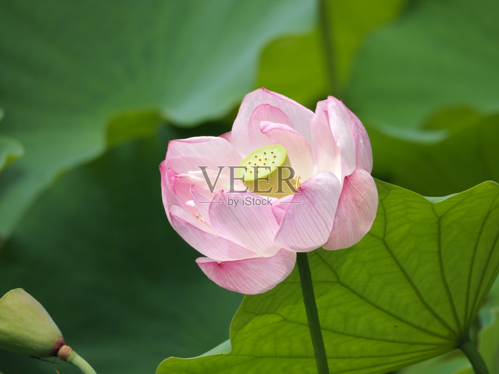 莲花照片摄影图片