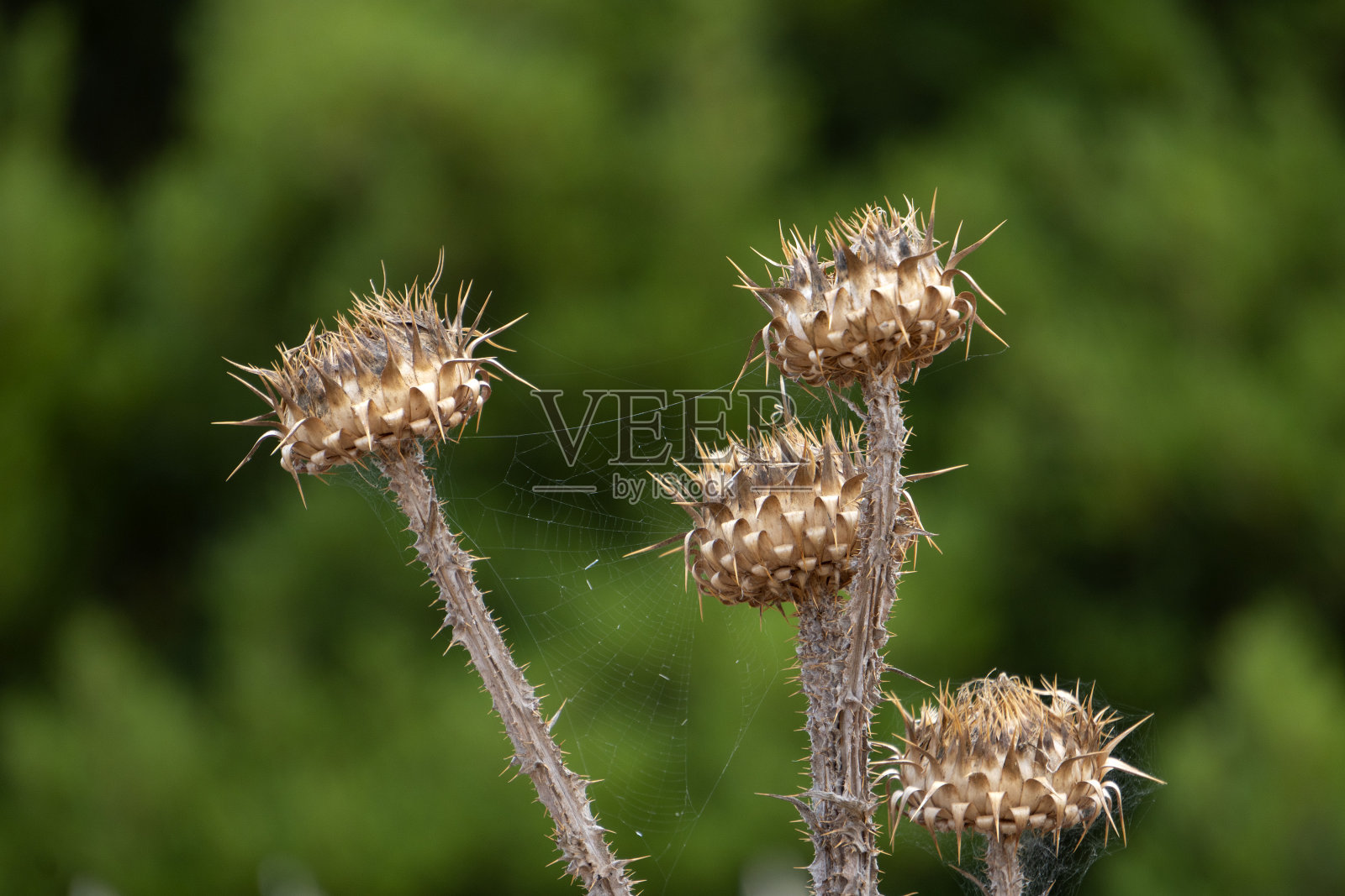 西西里岛的野生朝鲜蓟植物照片摄影图片