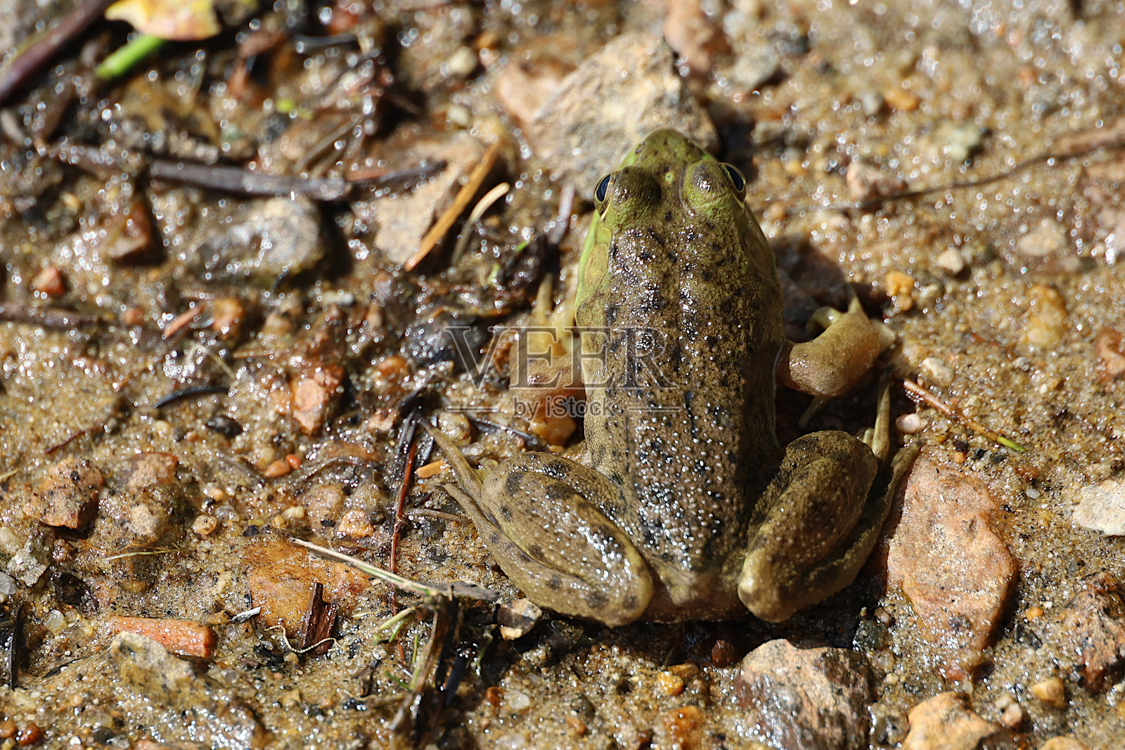 青蛙在湖岸照片摄影图片
