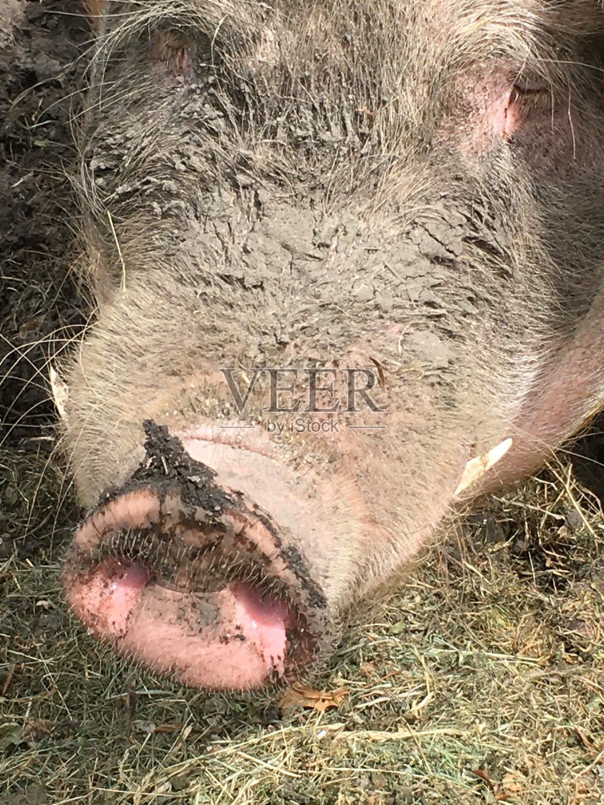 一个被泥覆盖的猪鼻子的特写照片摄影图片