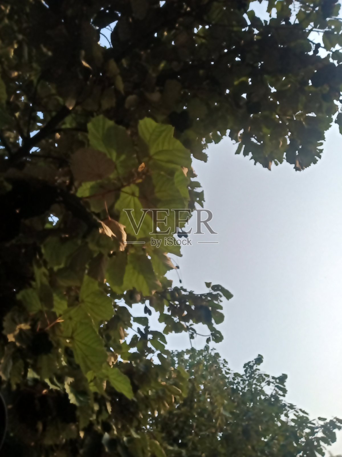 满美丽的自然照片摄影图片