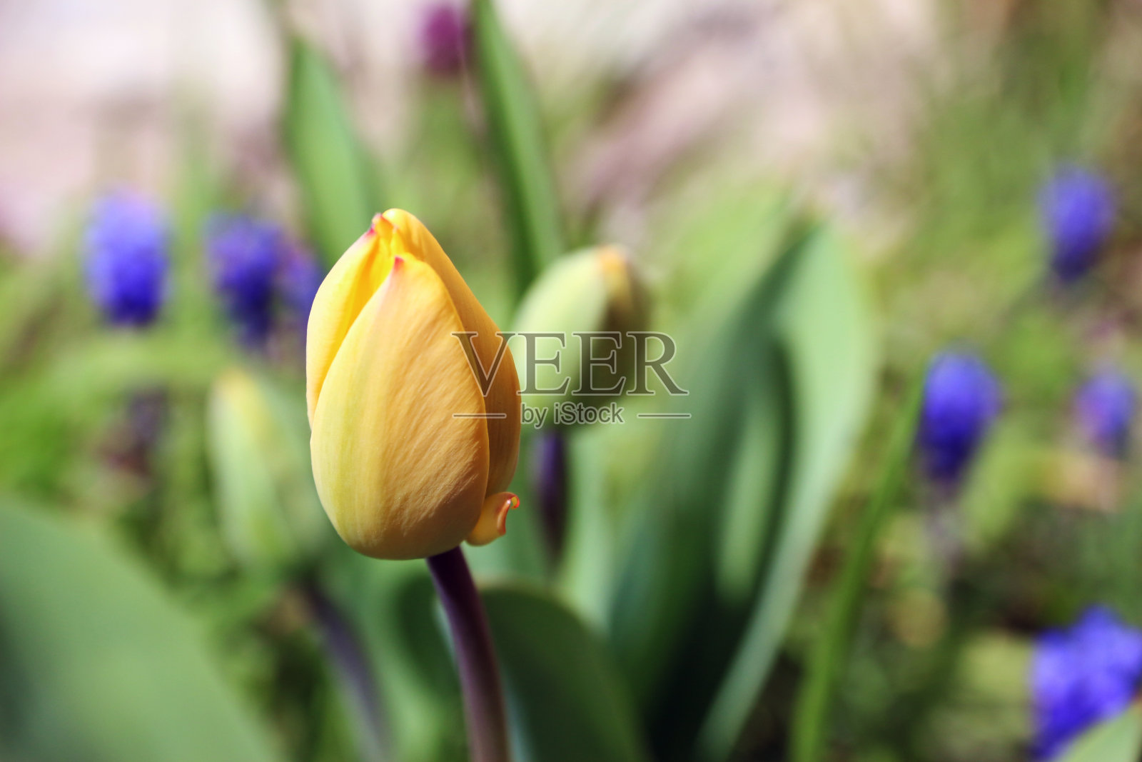 郁金香照片摄影图片