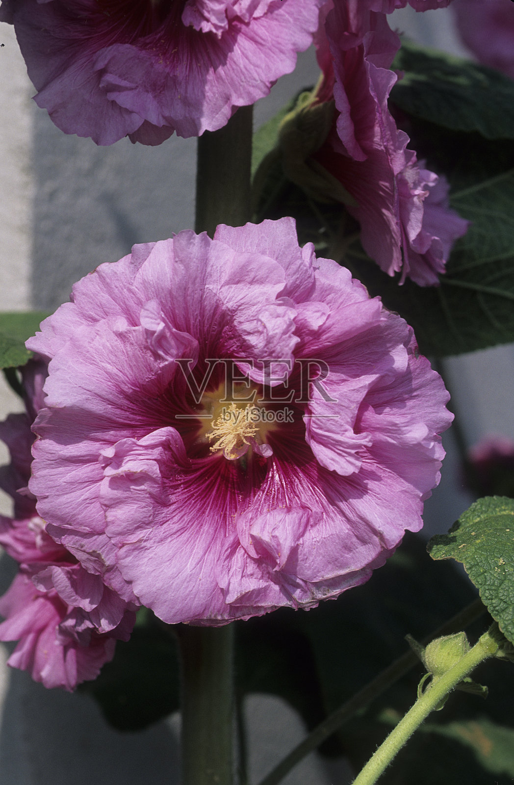 蜀葵照片摄影图片