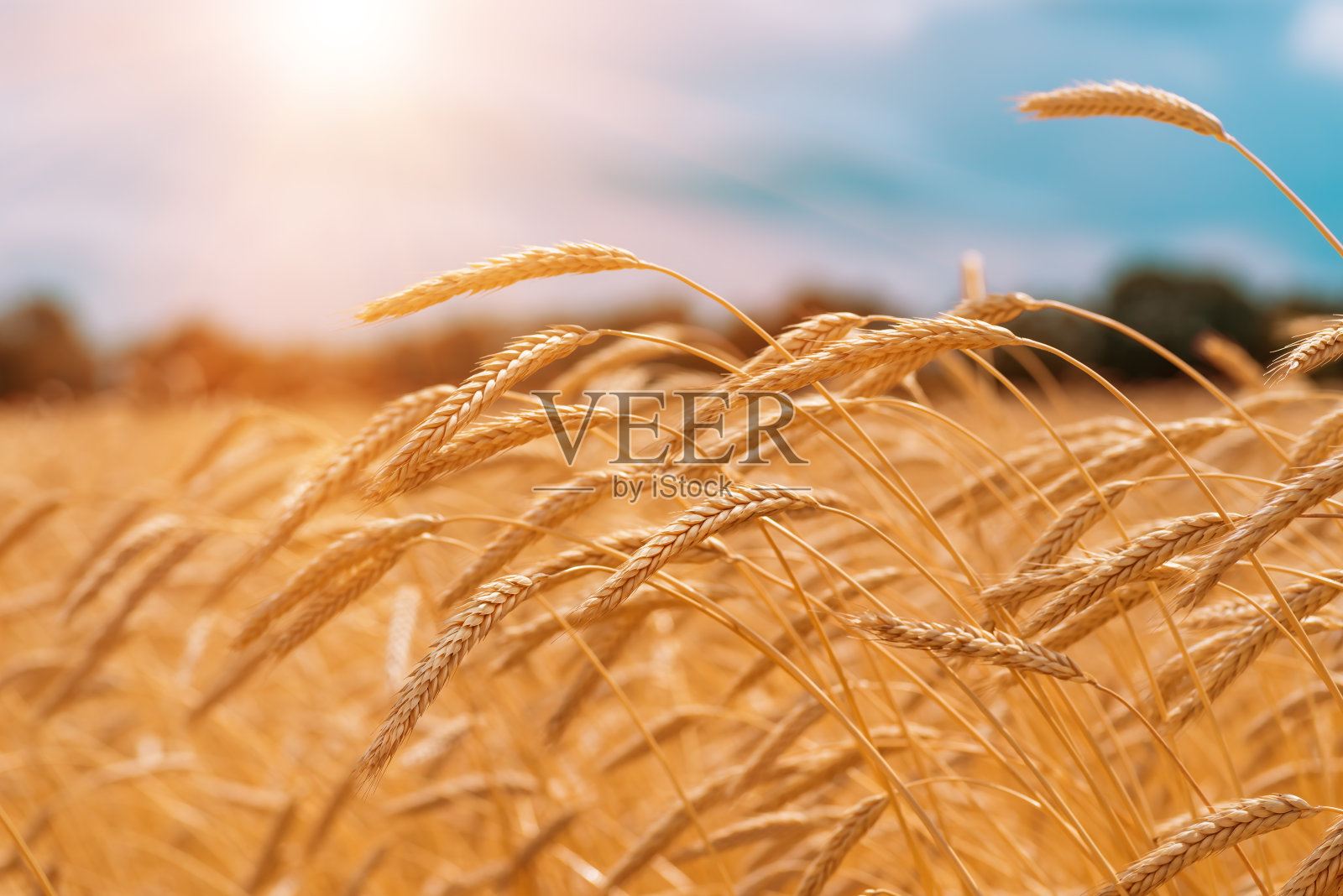 日落时分麦田里的穗子照片摄影图片