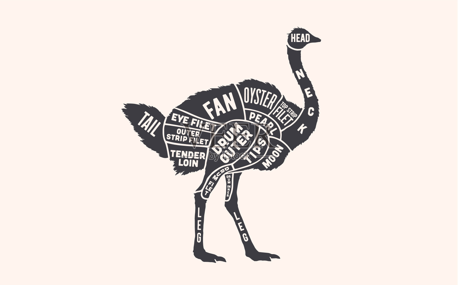 鸵鸟。屠夫指南计划插画图片素材