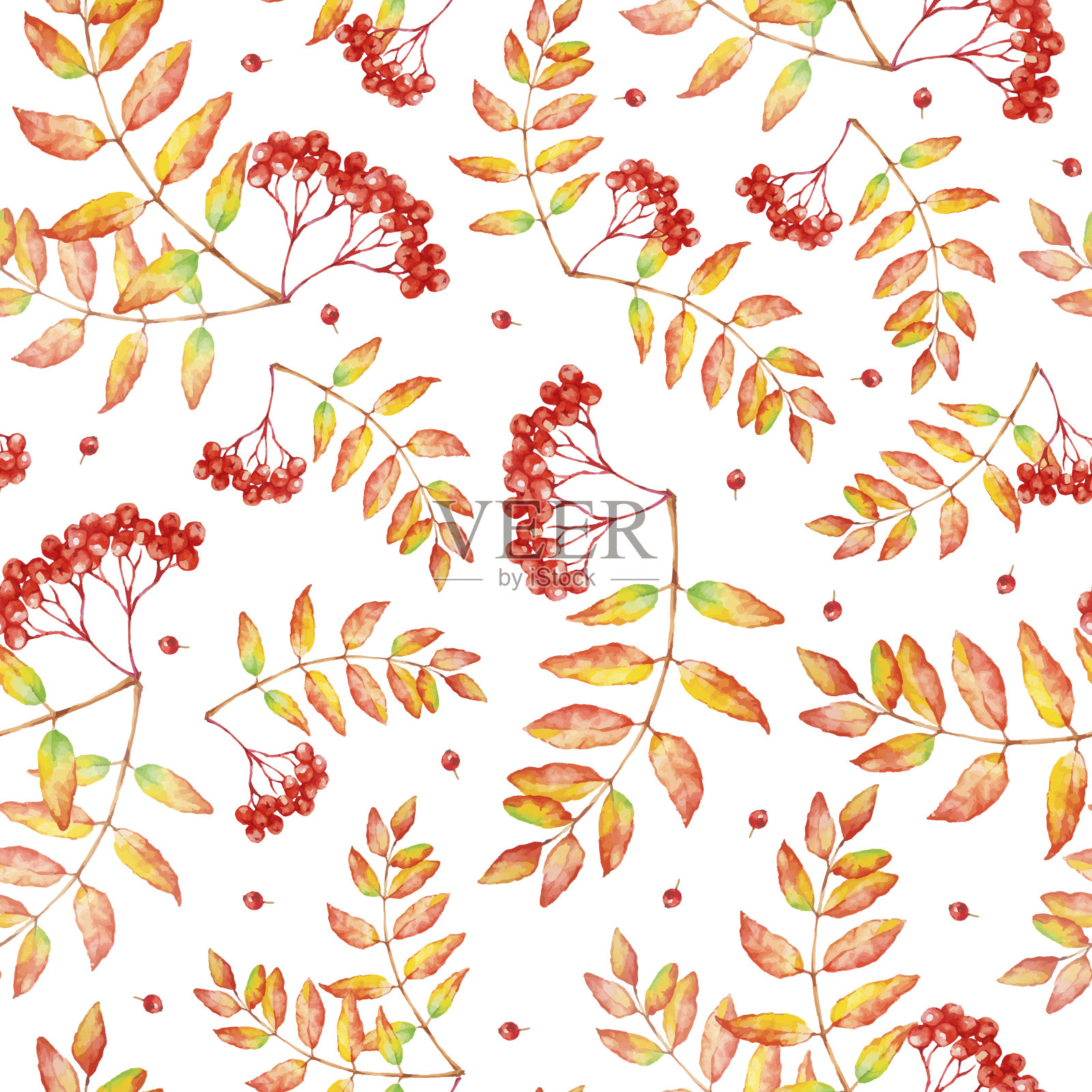 矢量水彩无缝模式花楸秋叶和浆果。插画图片素材