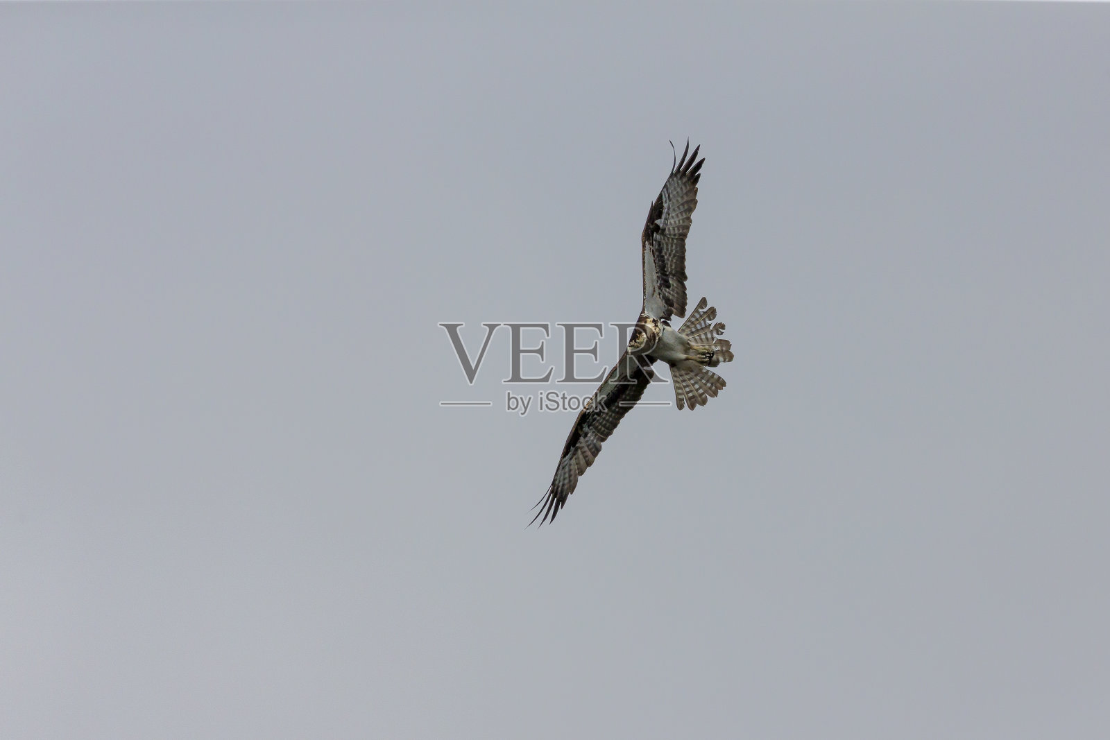 狩猎中的西方鱼鹰。照片摄影图片