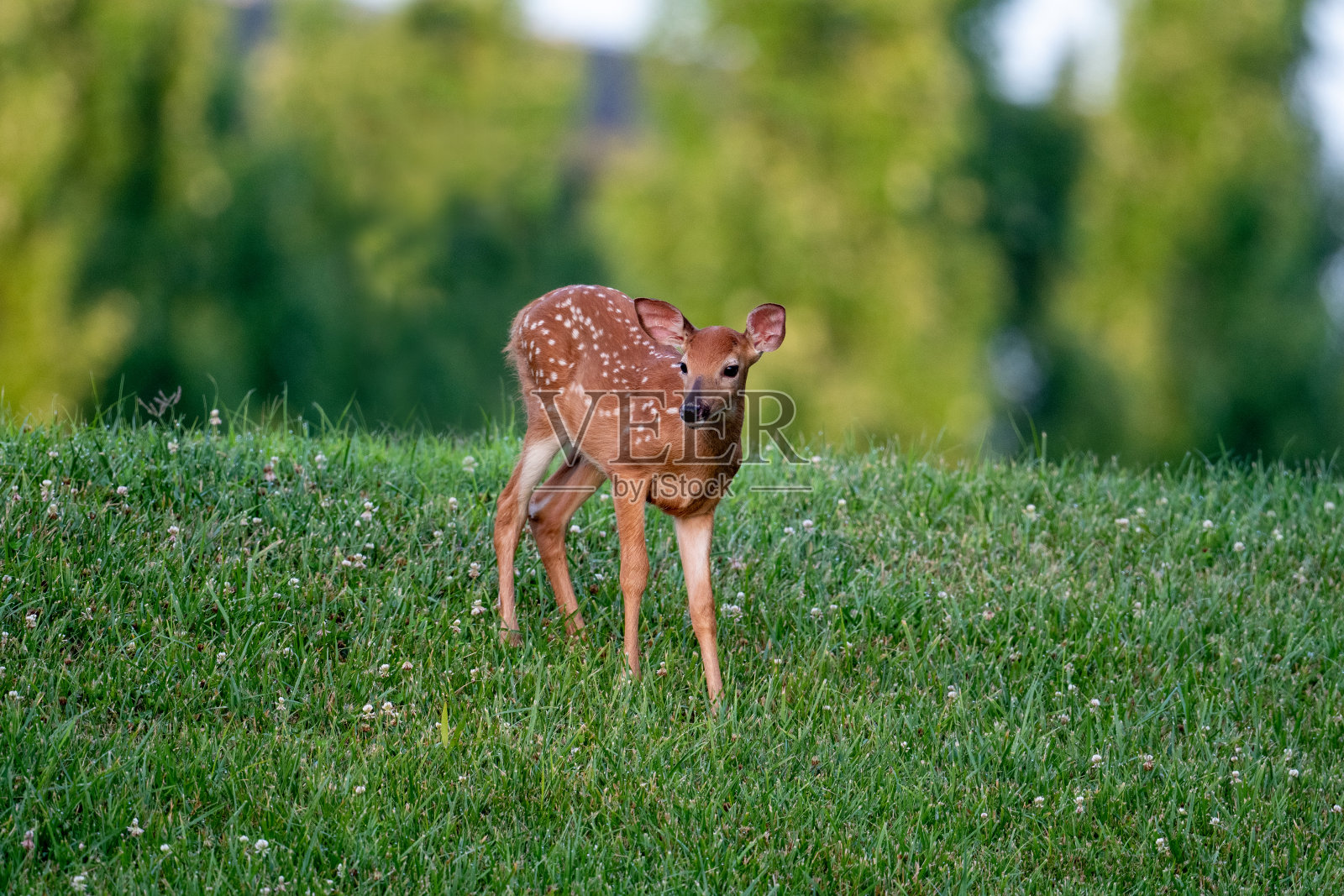 夏日草地上的小鹿照片摄影图片