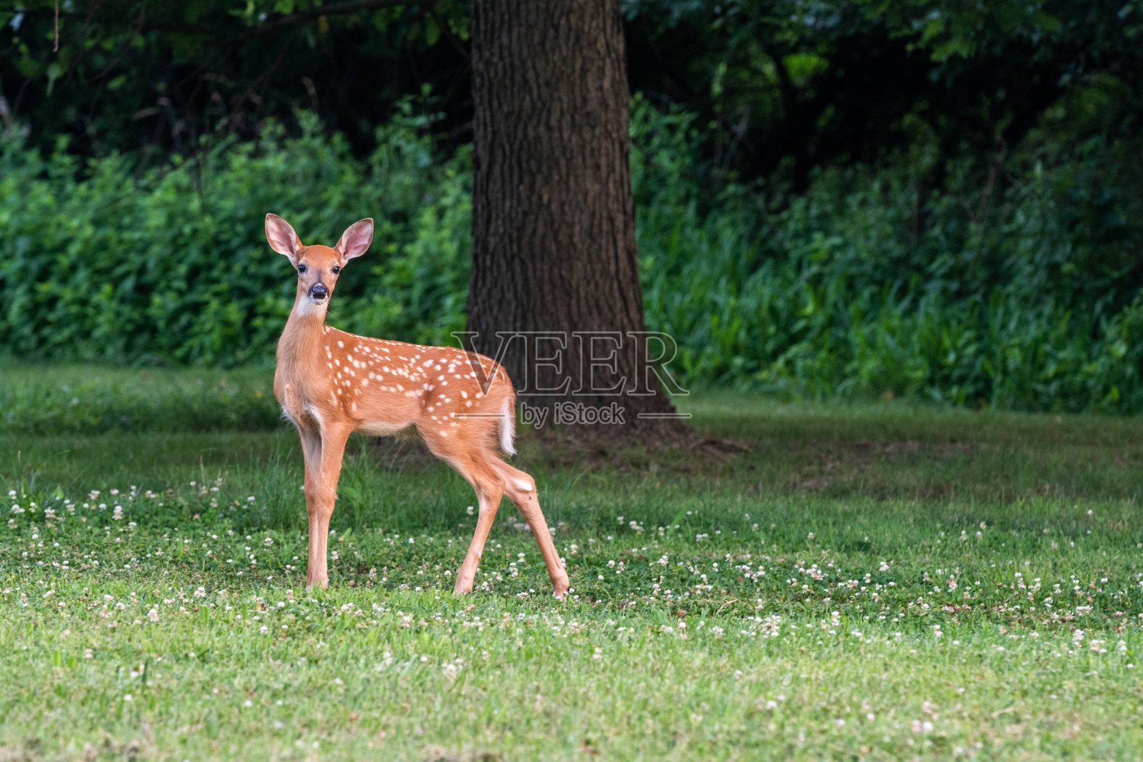 夏日草地上的小鹿照片摄影图片