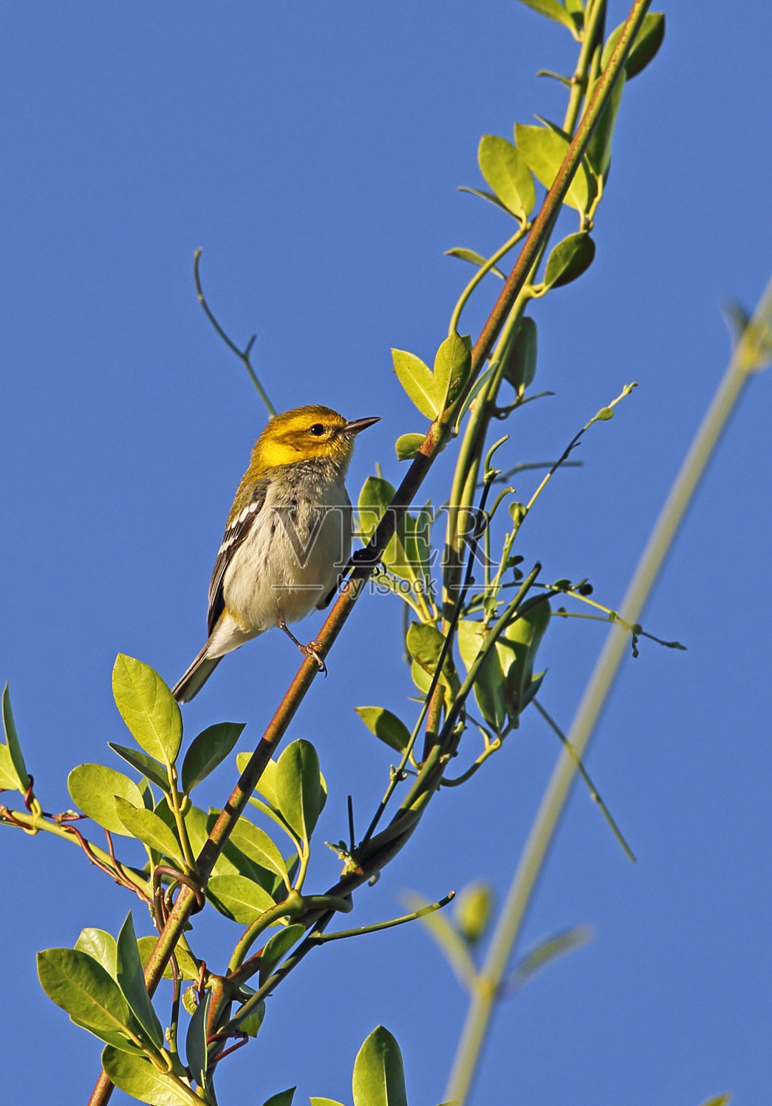 包括黑绿莺照片摄影图片
