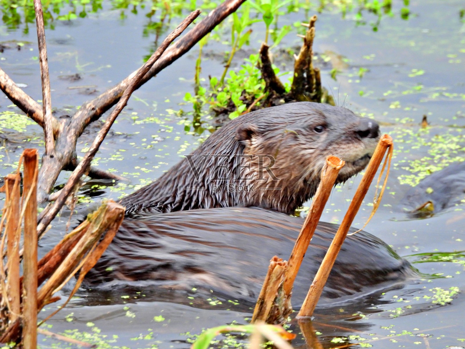 佛罗里达湿地中的水獭照片摄影图片