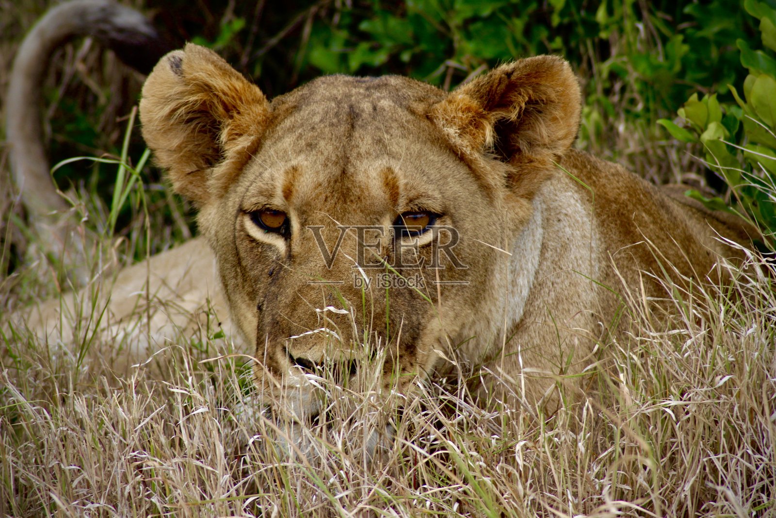母狮照片摄影图片