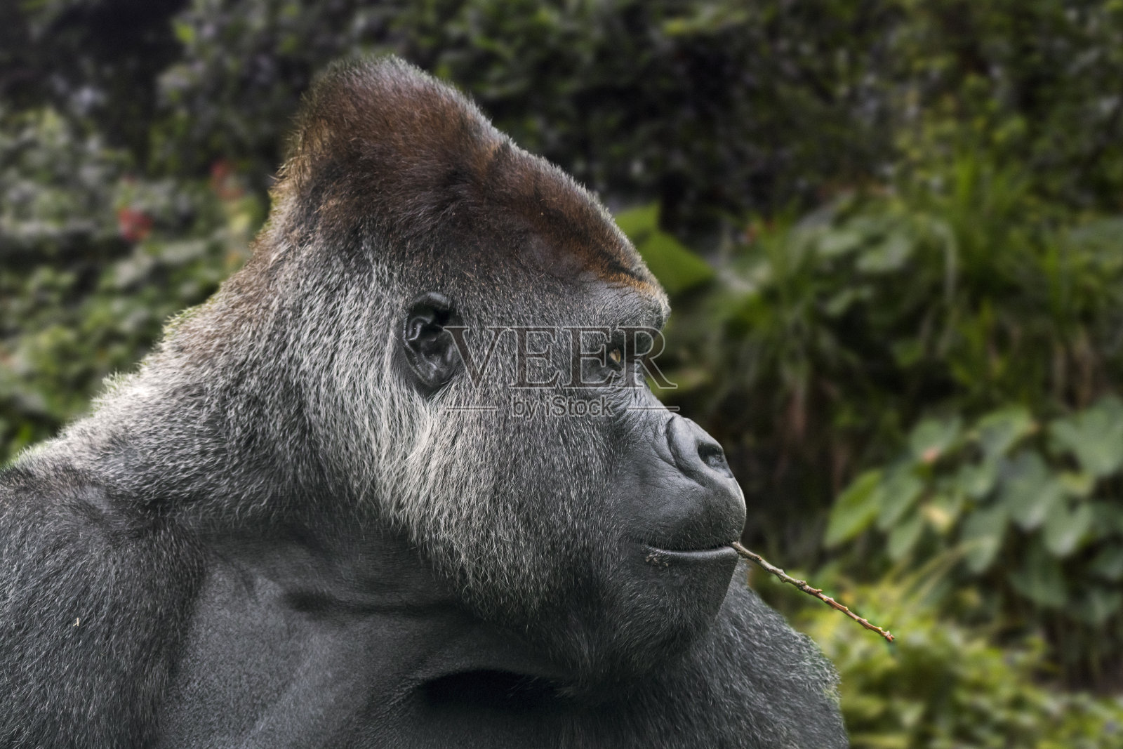 西部低地大猩猩(大猩猩)雄性银背大猩猩特写照片摄影图片