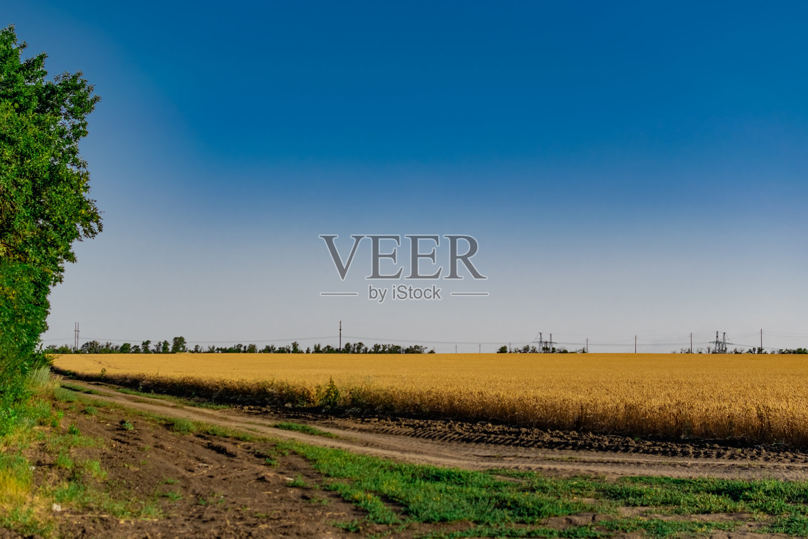 大面积种植小麦和大麦。俄罗斯罗斯托夫地区，公路附近种植了黄金作物照片摄影图片