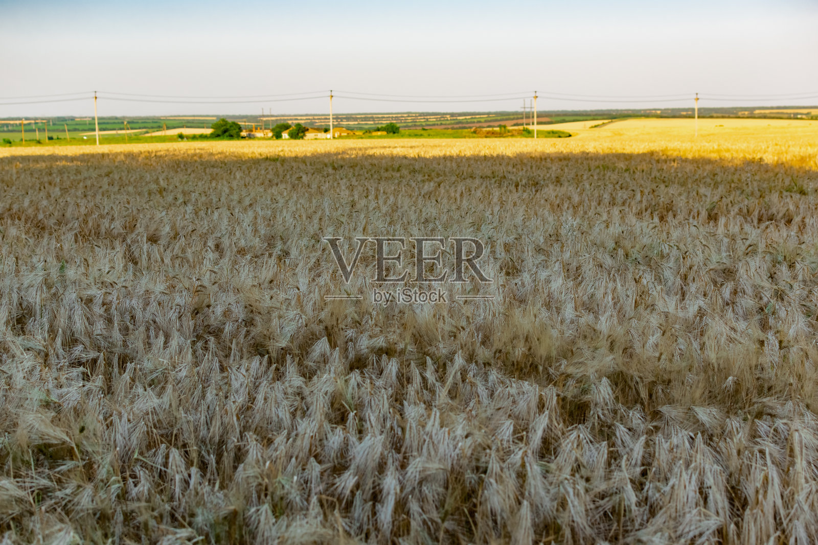 大面积种植小麦和大麦。俄罗斯罗斯托夫地区，公路附近种植了黄金作物照片摄影图片