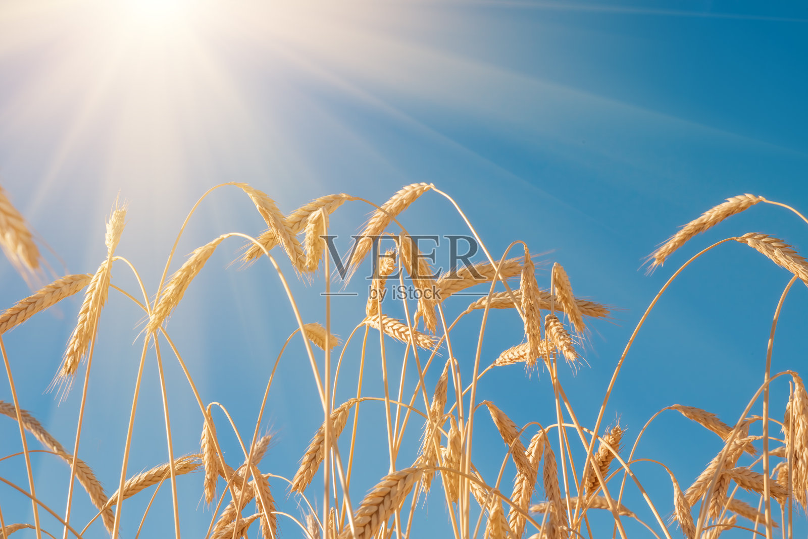 小麦穗金色特写。麦田照片摄影图片