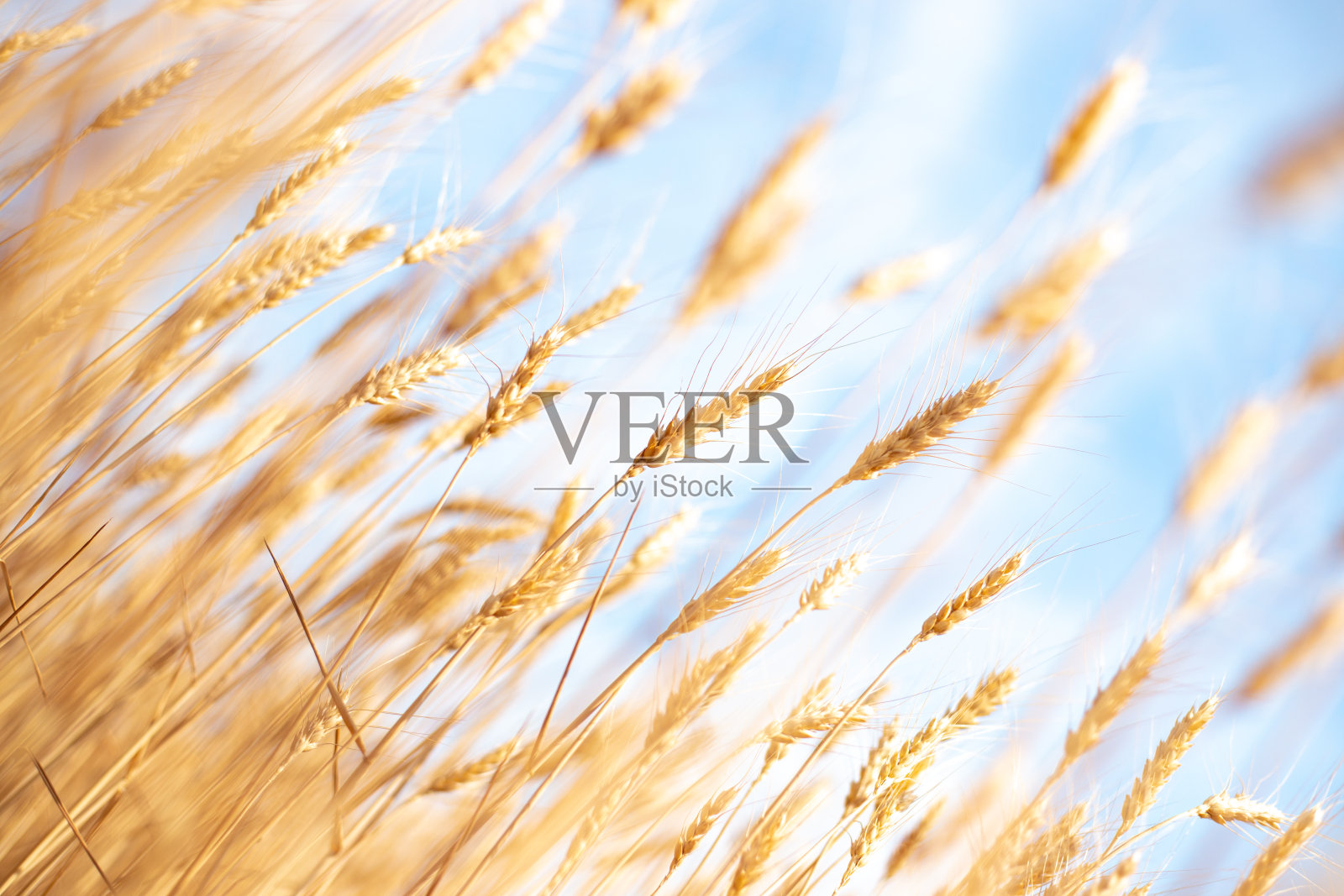 青天斜倚着成熟的麦穗，秋日黄灿灿的面包穗照片摄影图片