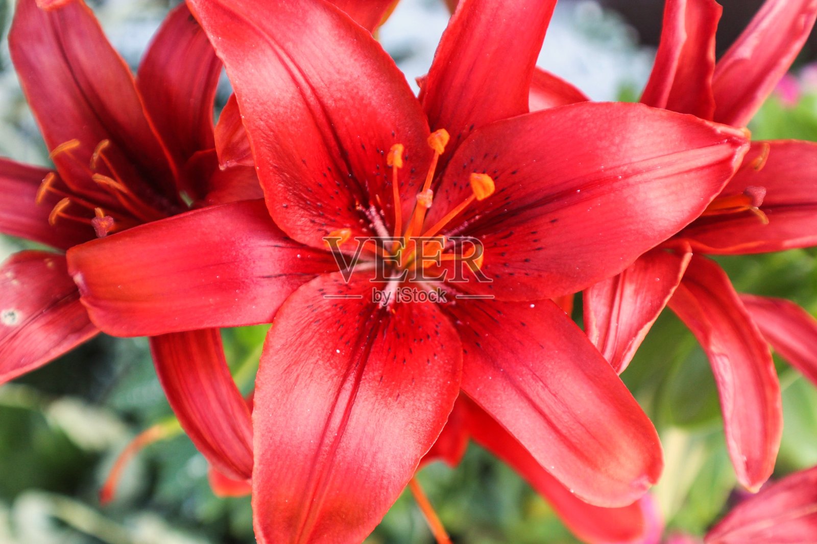 Cavoli边境莉莉照片摄影图片