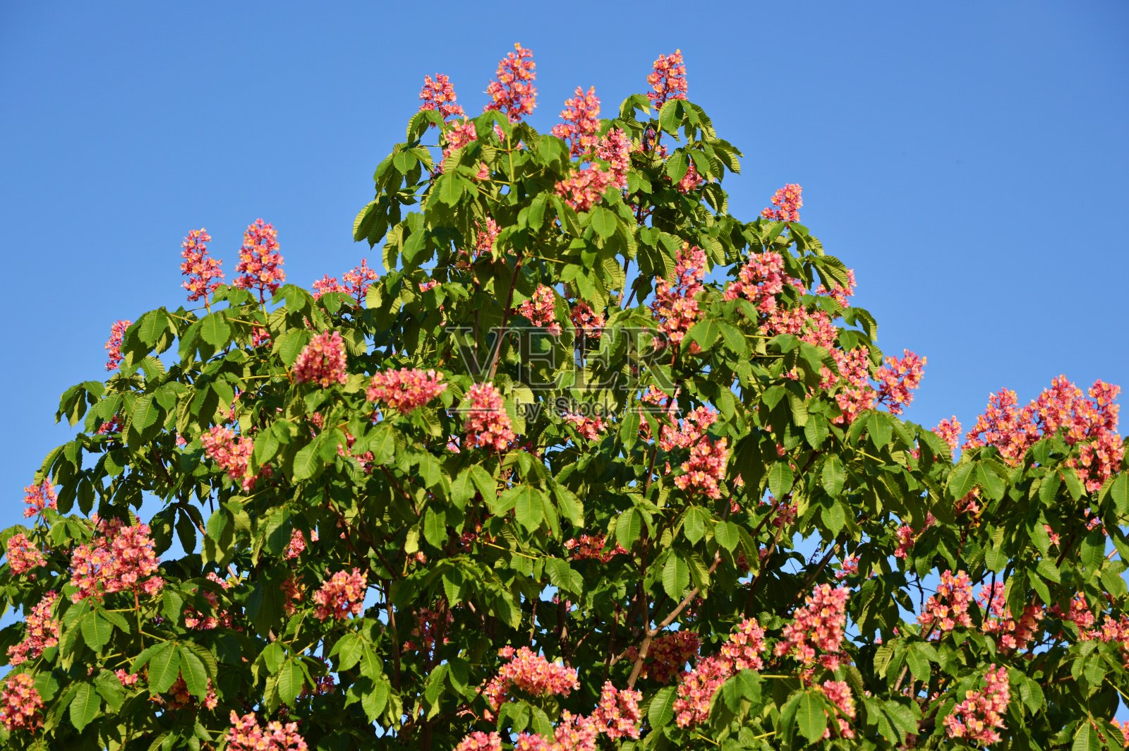 野生栗树在春天粉红色的花朵照片摄影图片