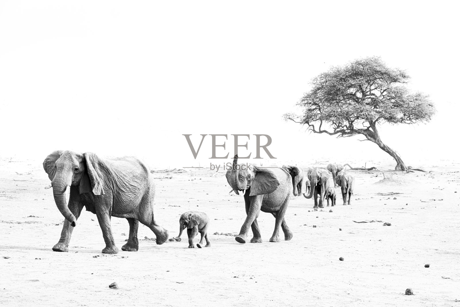 象群向水中走去照片摄影图片