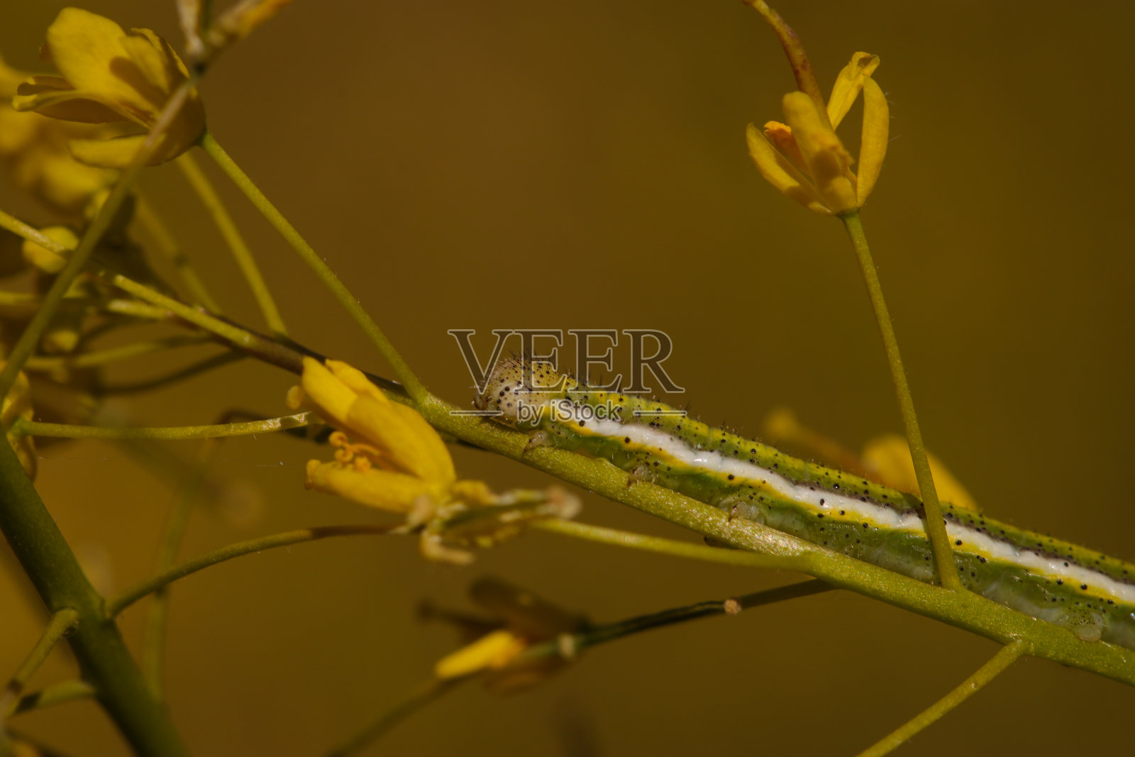 未来的蝴蝶喂养照片摄影图片
