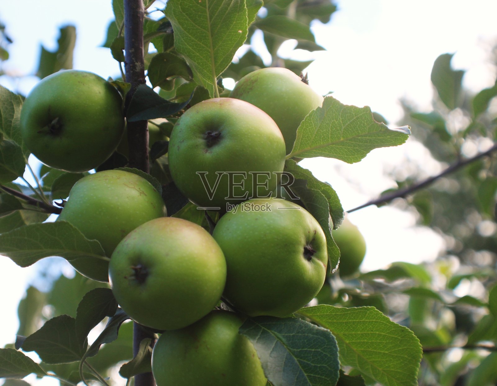 新鲜的苹果在树上照片摄影图片
