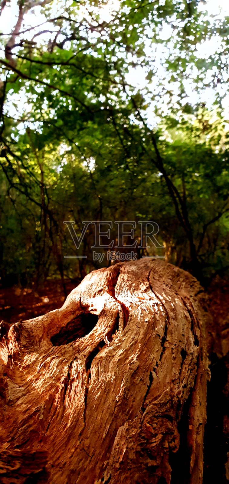 树照片摄影图片