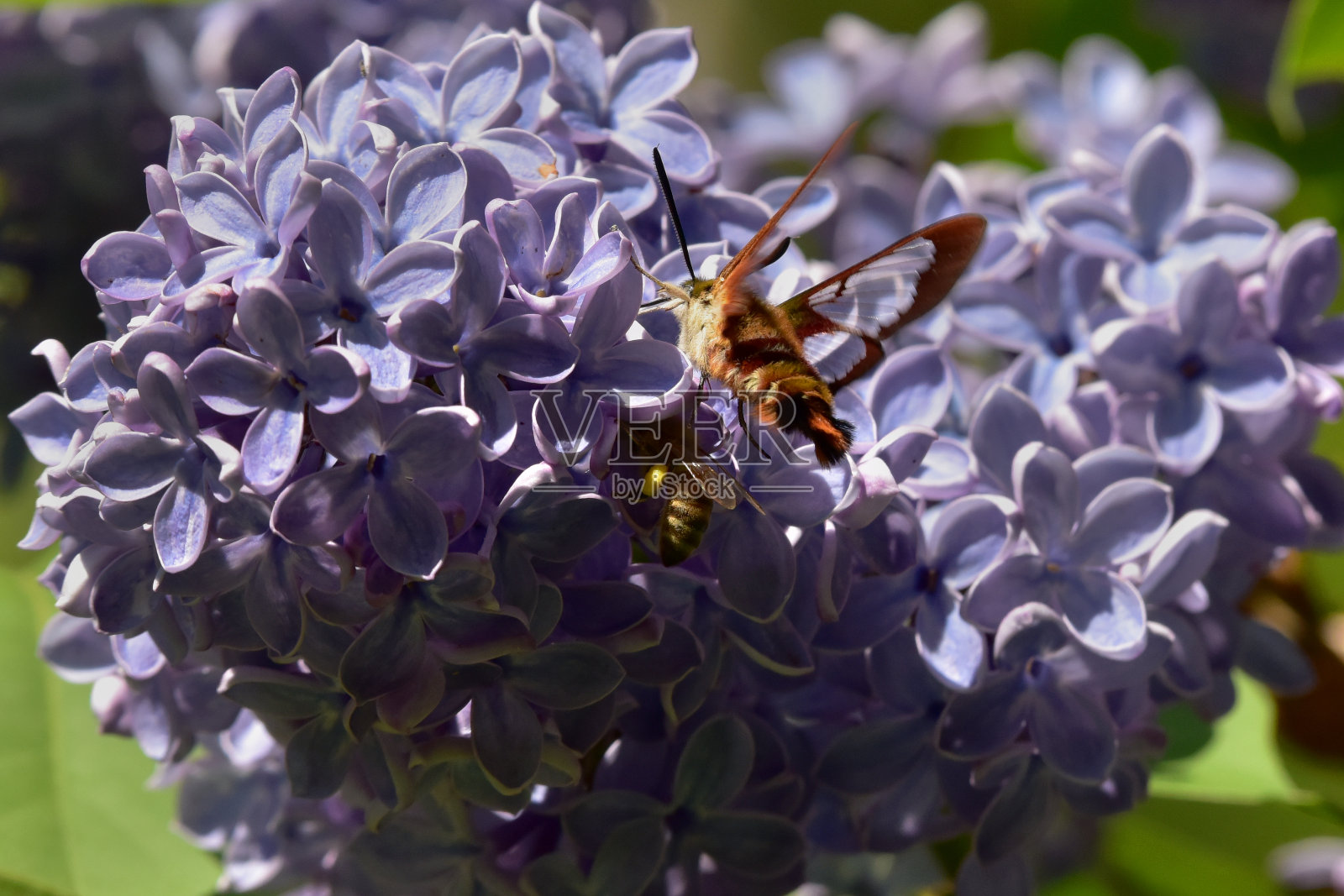 蜂鸟蛾采集丁香花蜜照片摄影图片