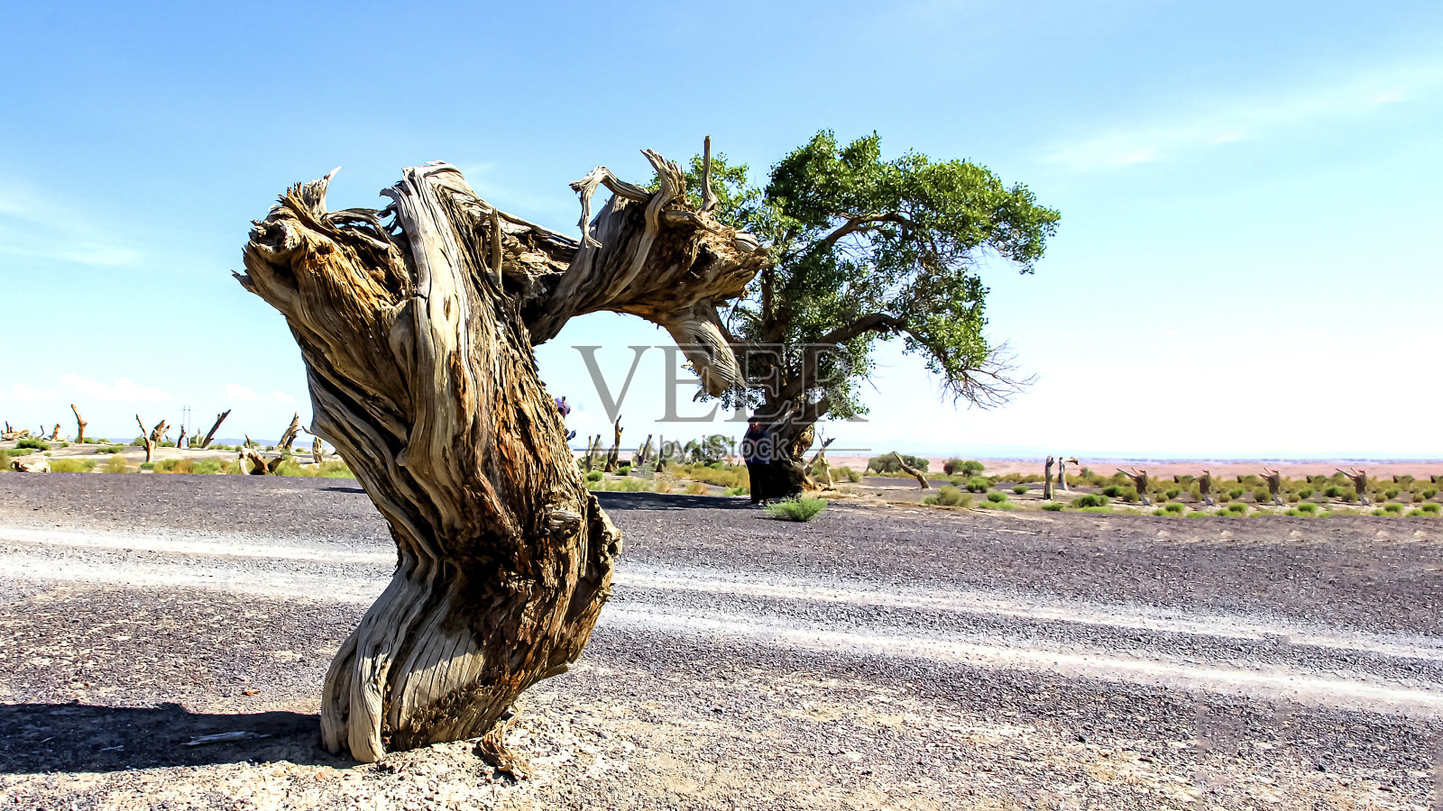 新疆胡桃树照片摄影图片