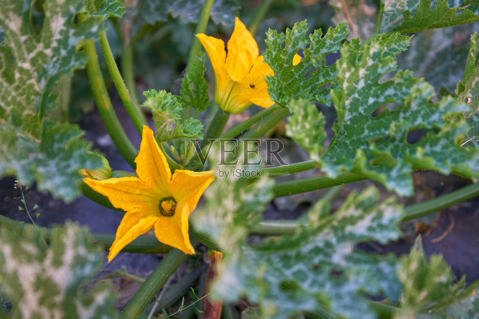 黄色的南瓜花照片摄影图片