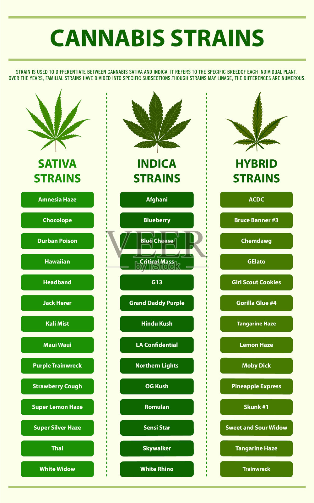 大麻株垂直信息图插画图片素材