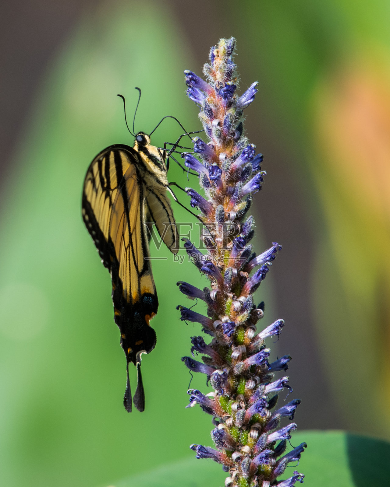 虎蝶在开花的水生植物上照片摄影图片