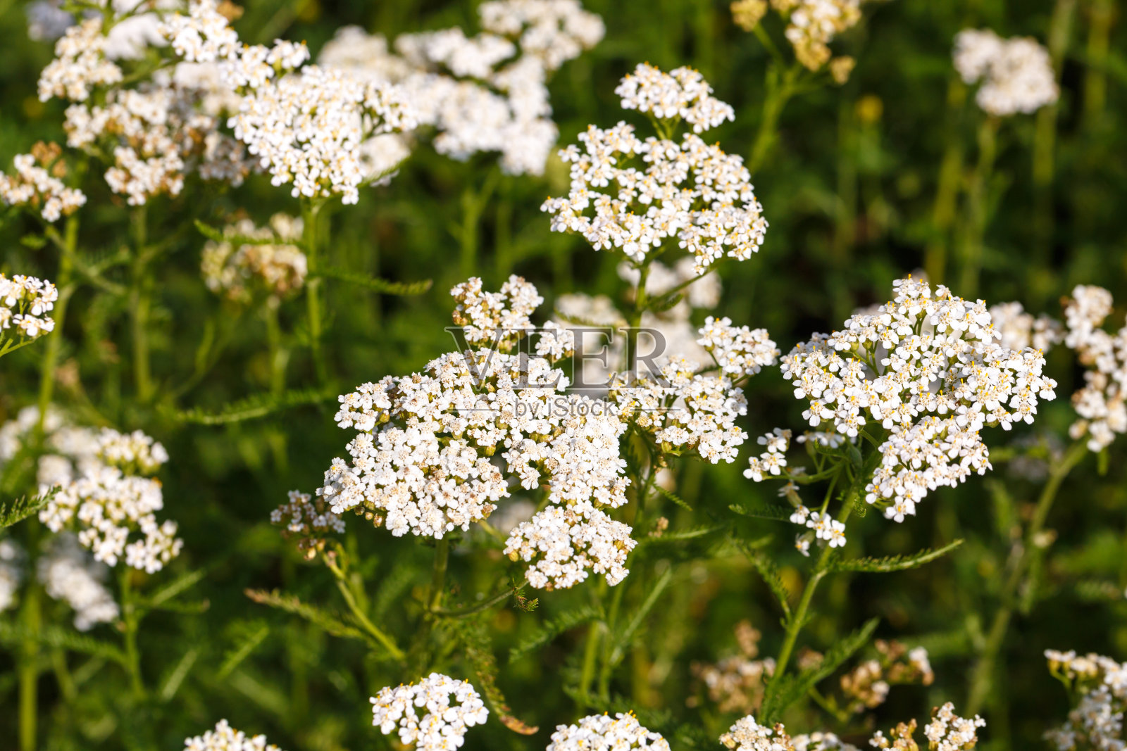 白色的蓍草花照片摄影图片