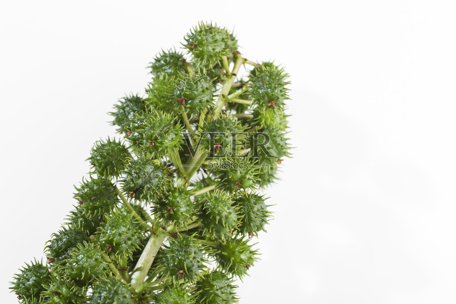 水果和蓖麻油在碗里照片摄影图片