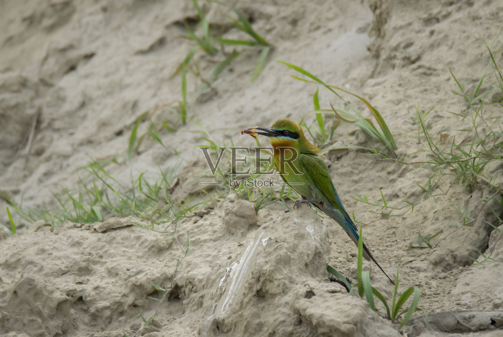 一只野生鸟类正在为雏鸟收集食物照片摄影图片