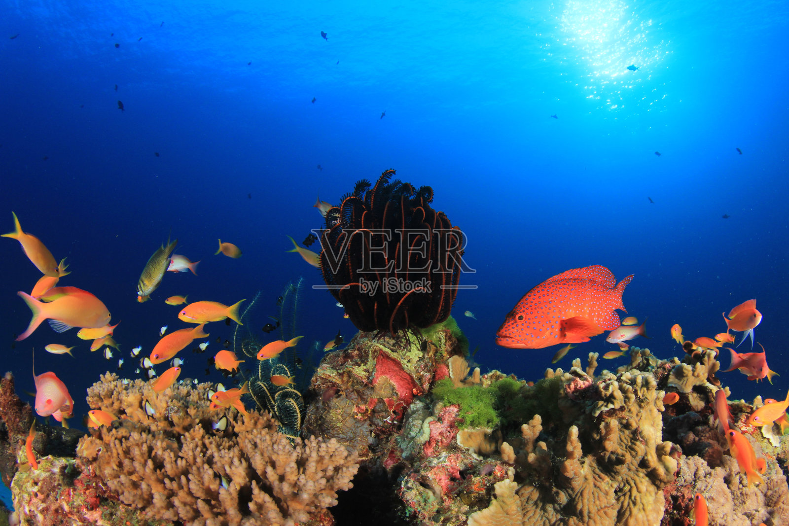 珊瑚礁上的鱼照片摄影图片