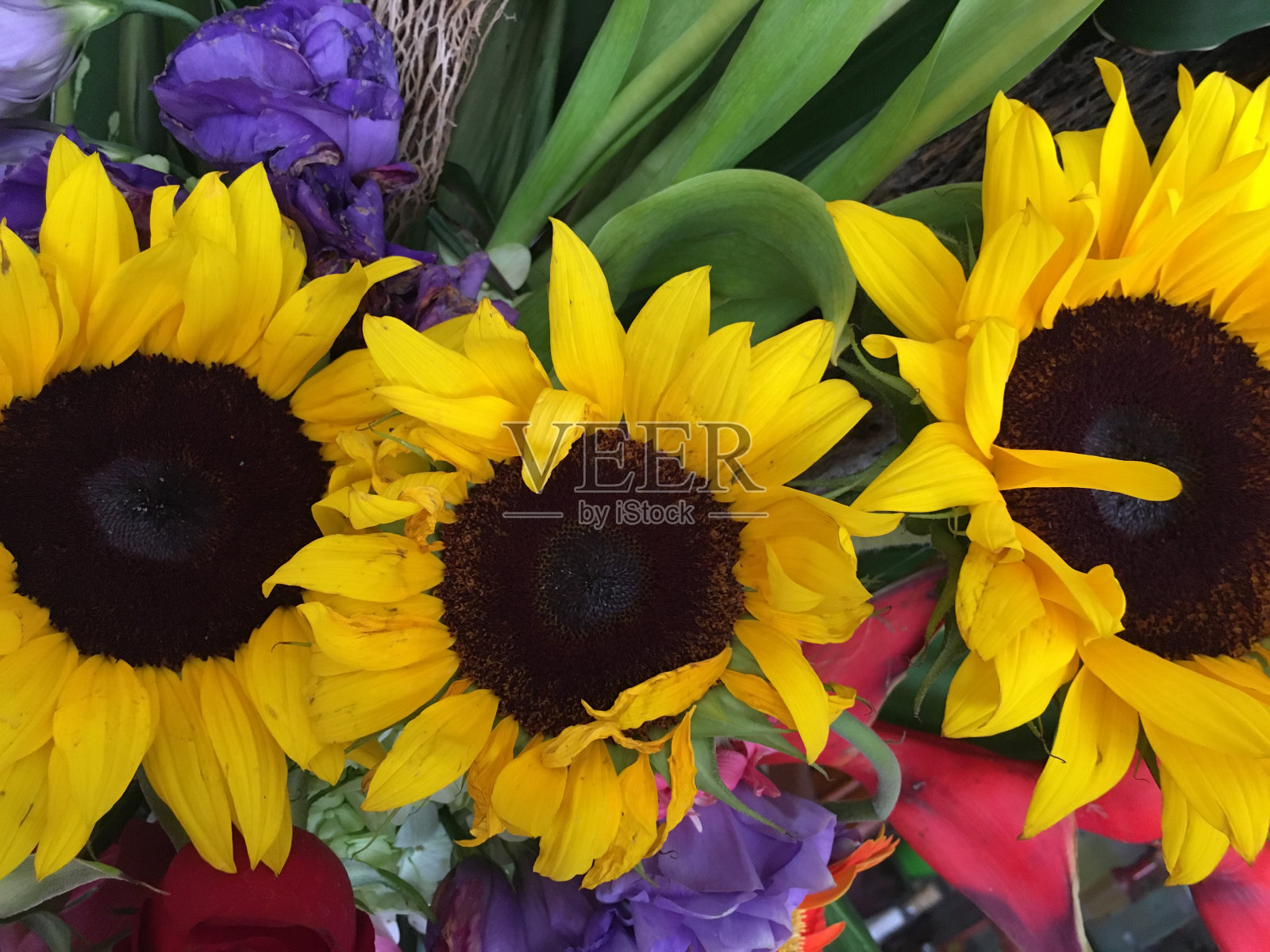 向日葵在盛开的特写，春天的一天照片摄影图片