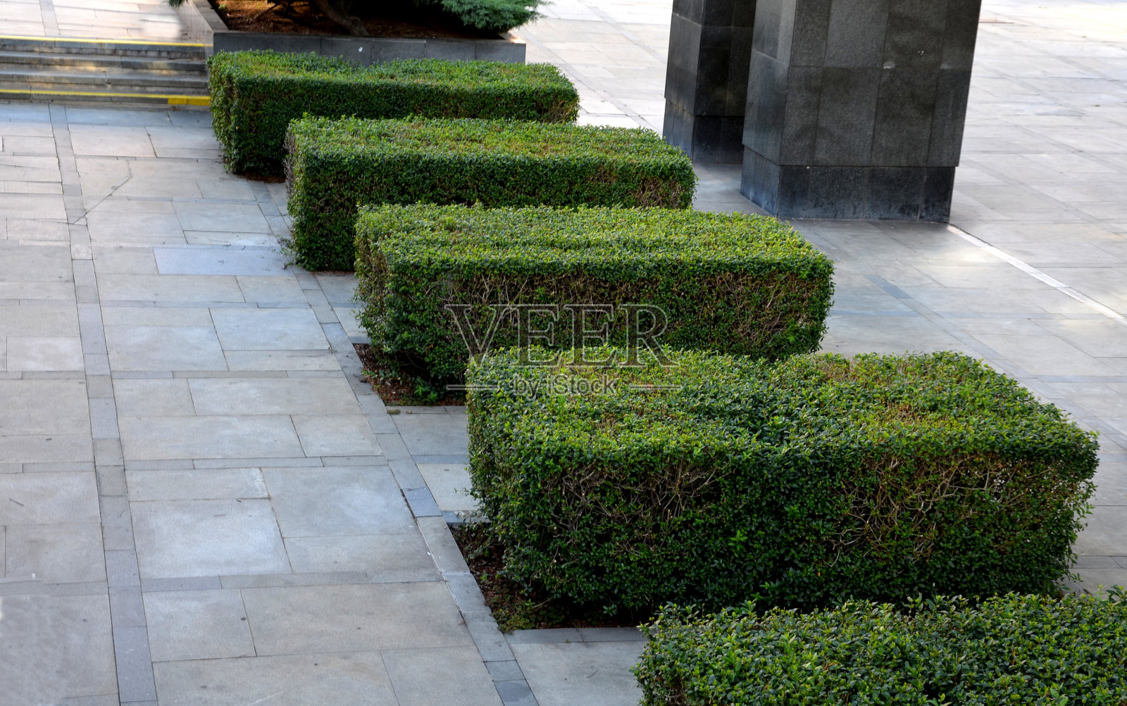 女贞灌木树篱种植在大面积铺装的人行道步行区4棵春笋树篱在大理石花岗岩路面设计城市规则正式的上视图照片摄影图片