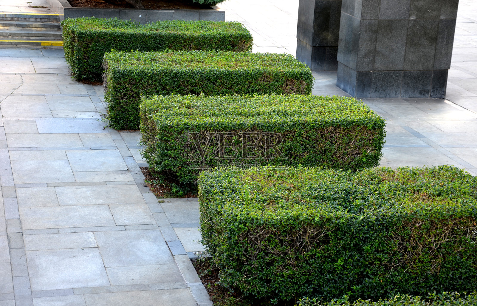 女贞灌木树篱种植在大面积铺装的人行道步行区4棵春笋树篱在大理石花岗岩路面设计城市规则正式的上视图照片摄影图片
