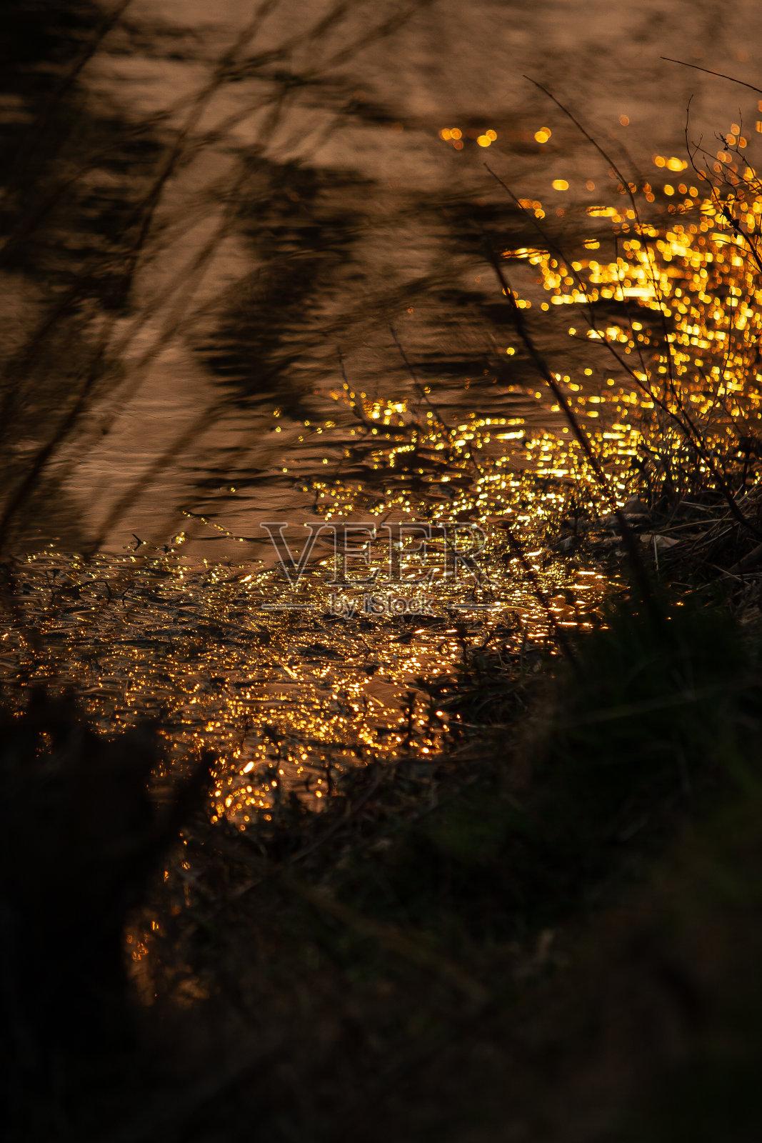 金色的沼泽照片摄影图片
